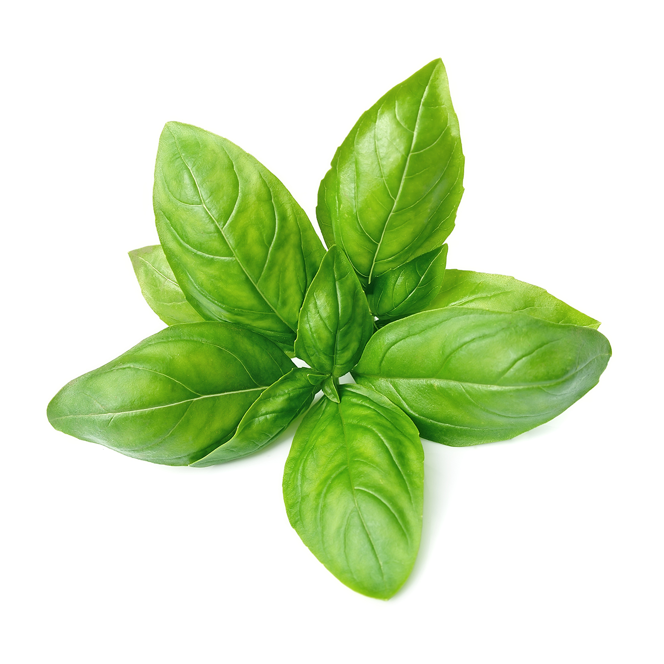 Basil Veggycation