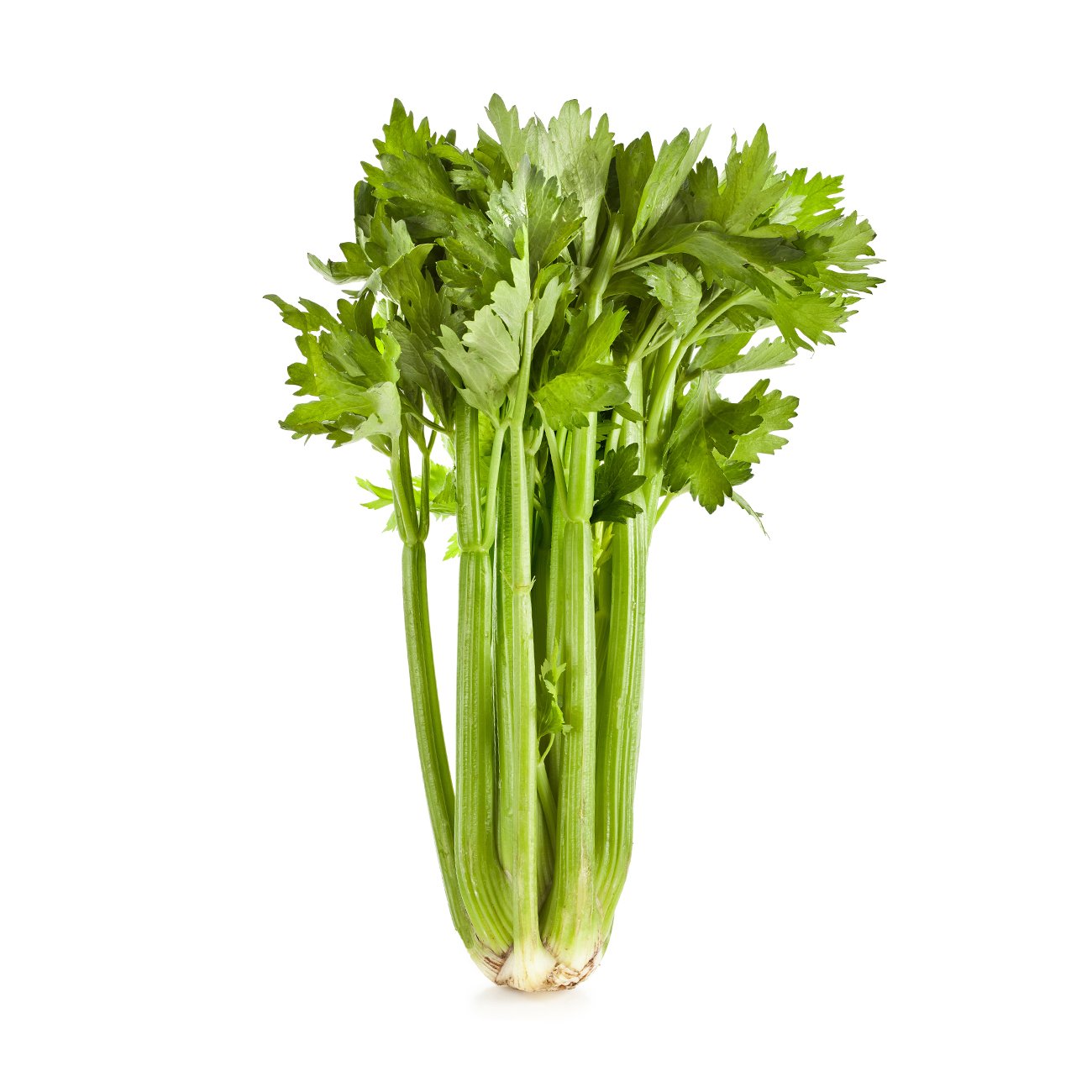 Celery