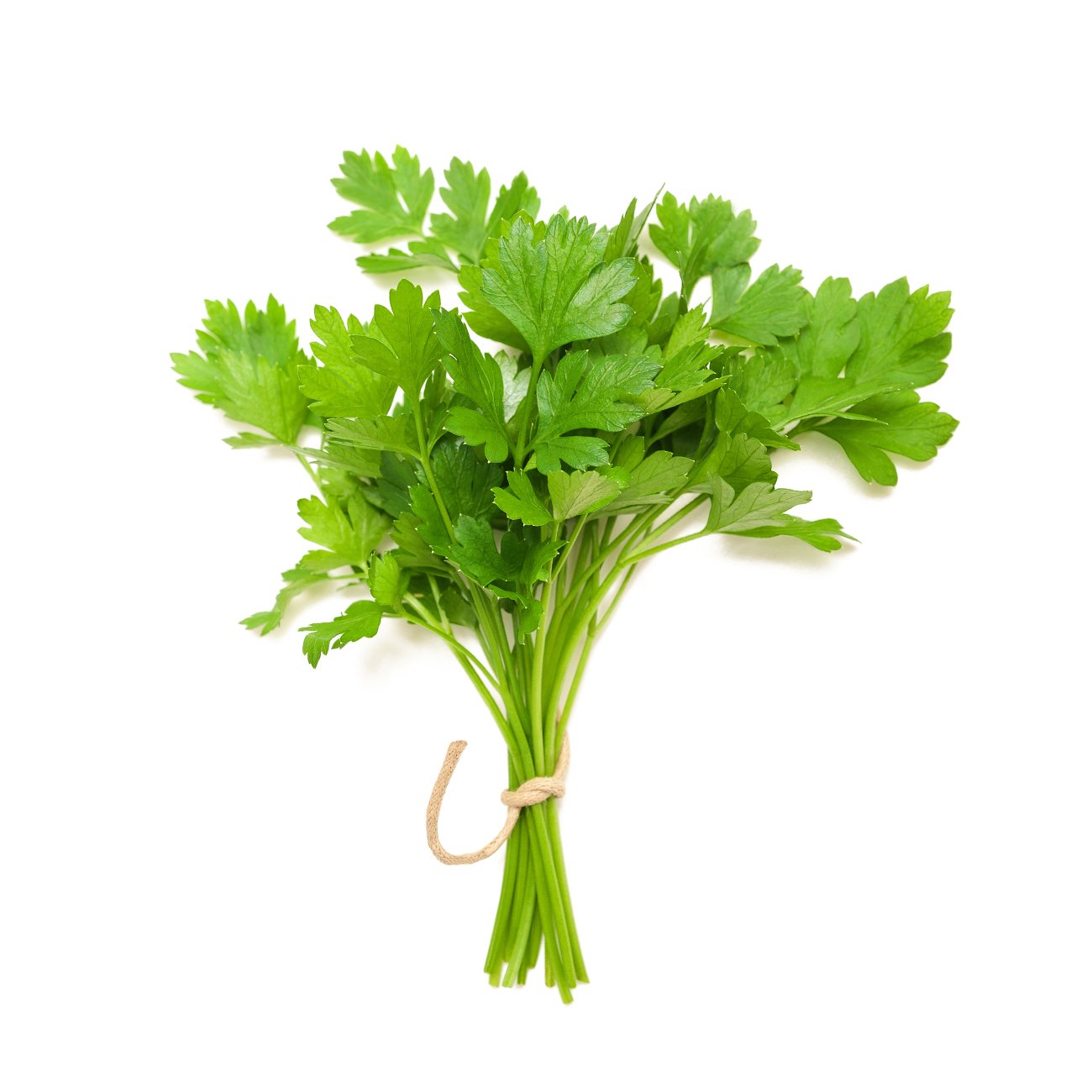 Coriander, leaves