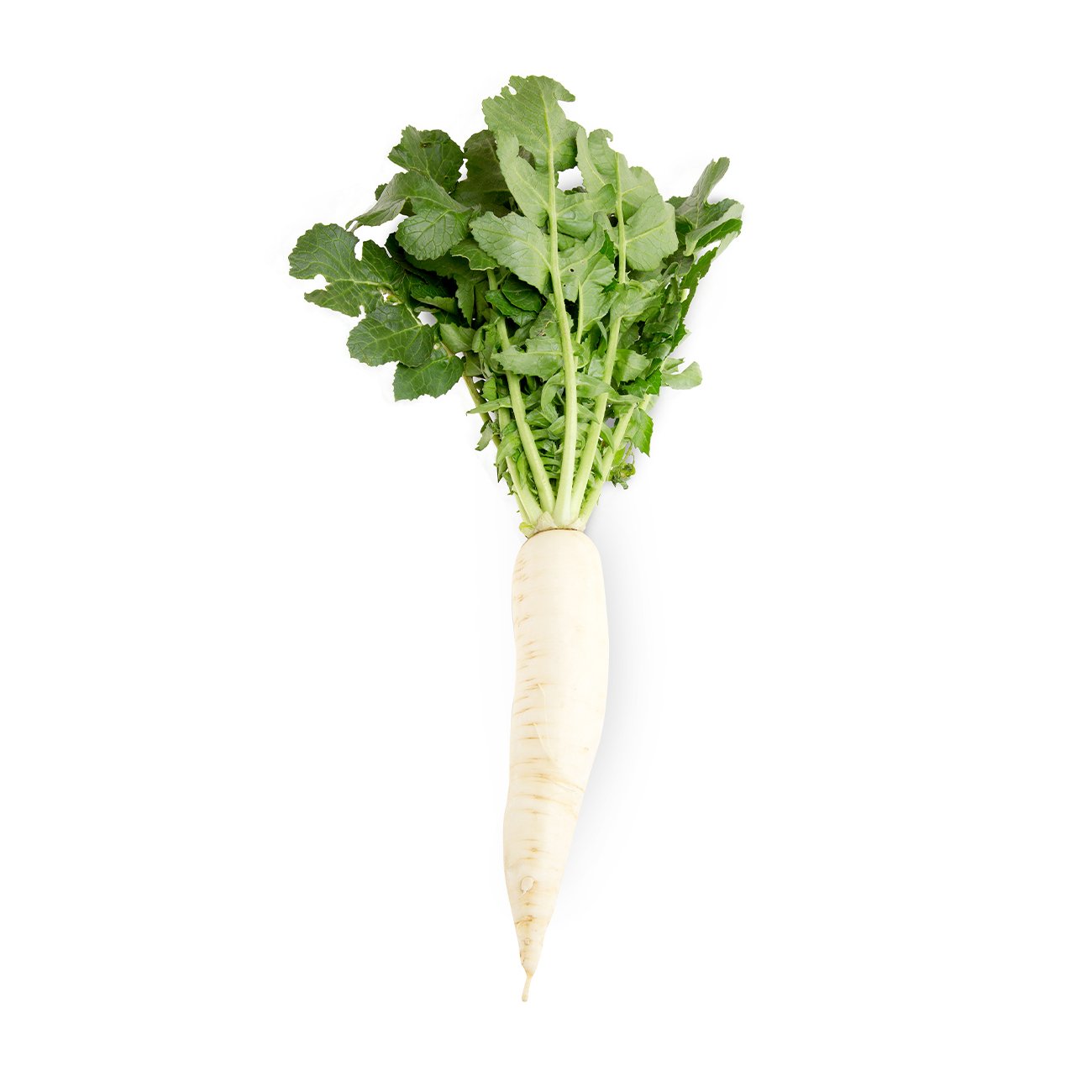 Daikon