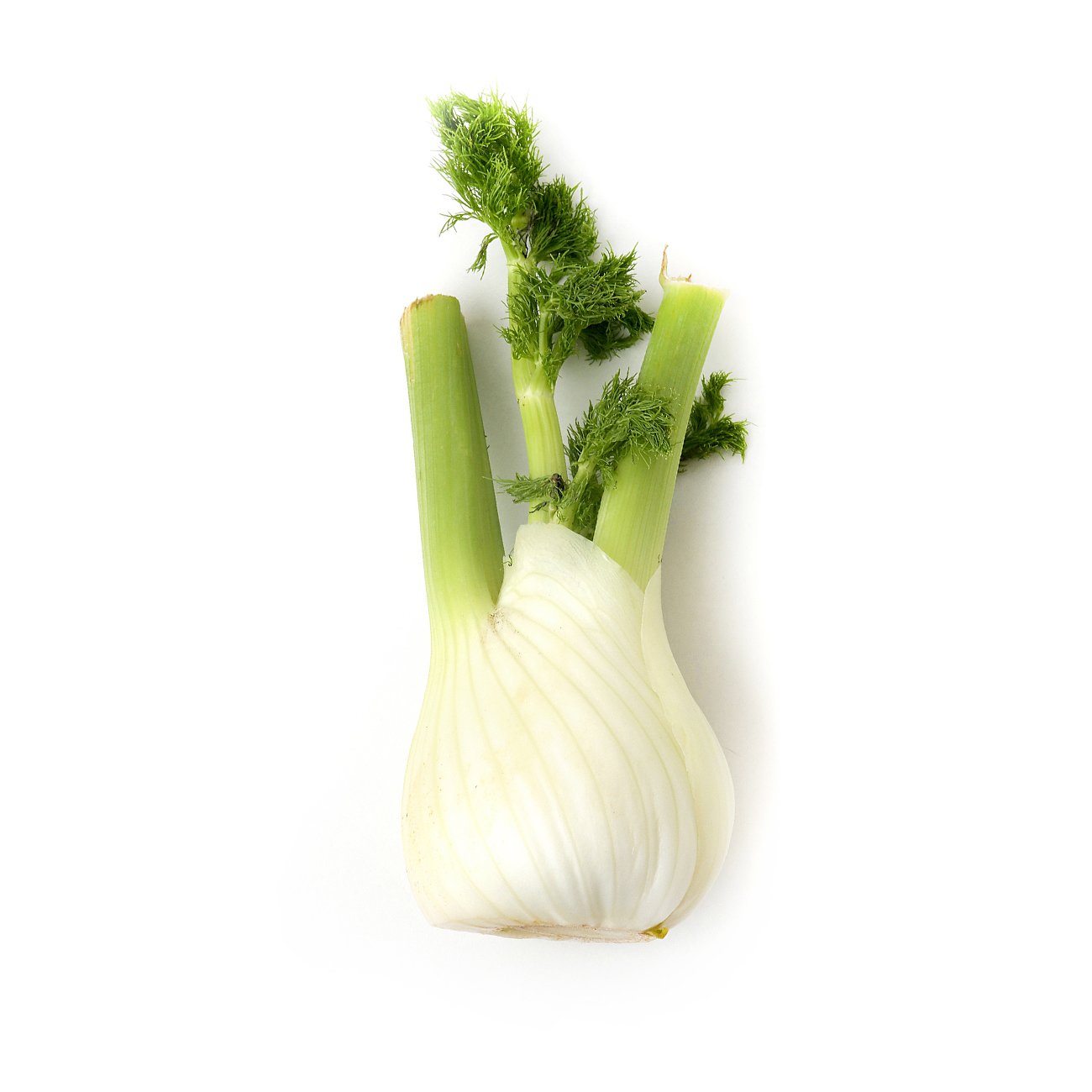 fennel.jpg