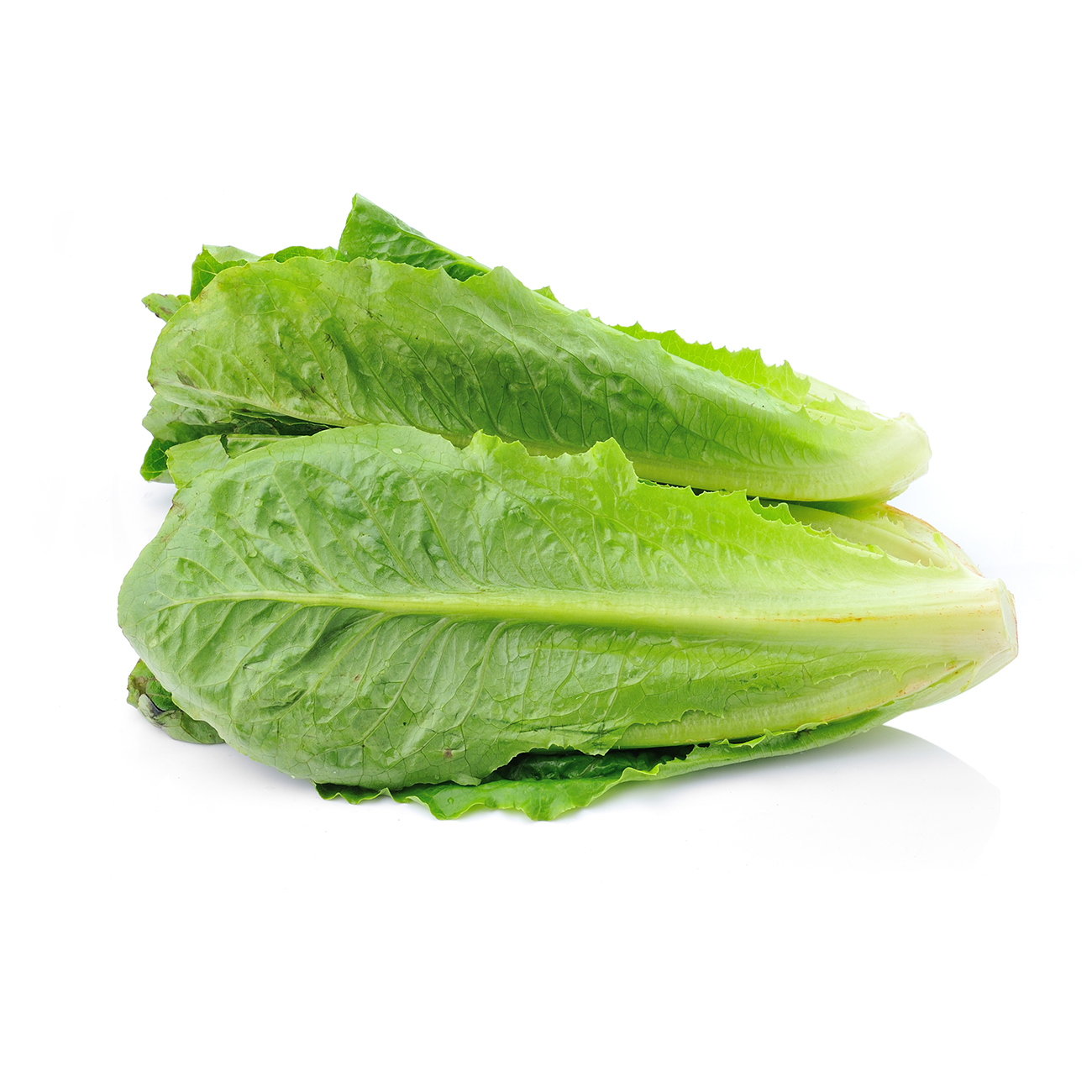 Lettuce, cos