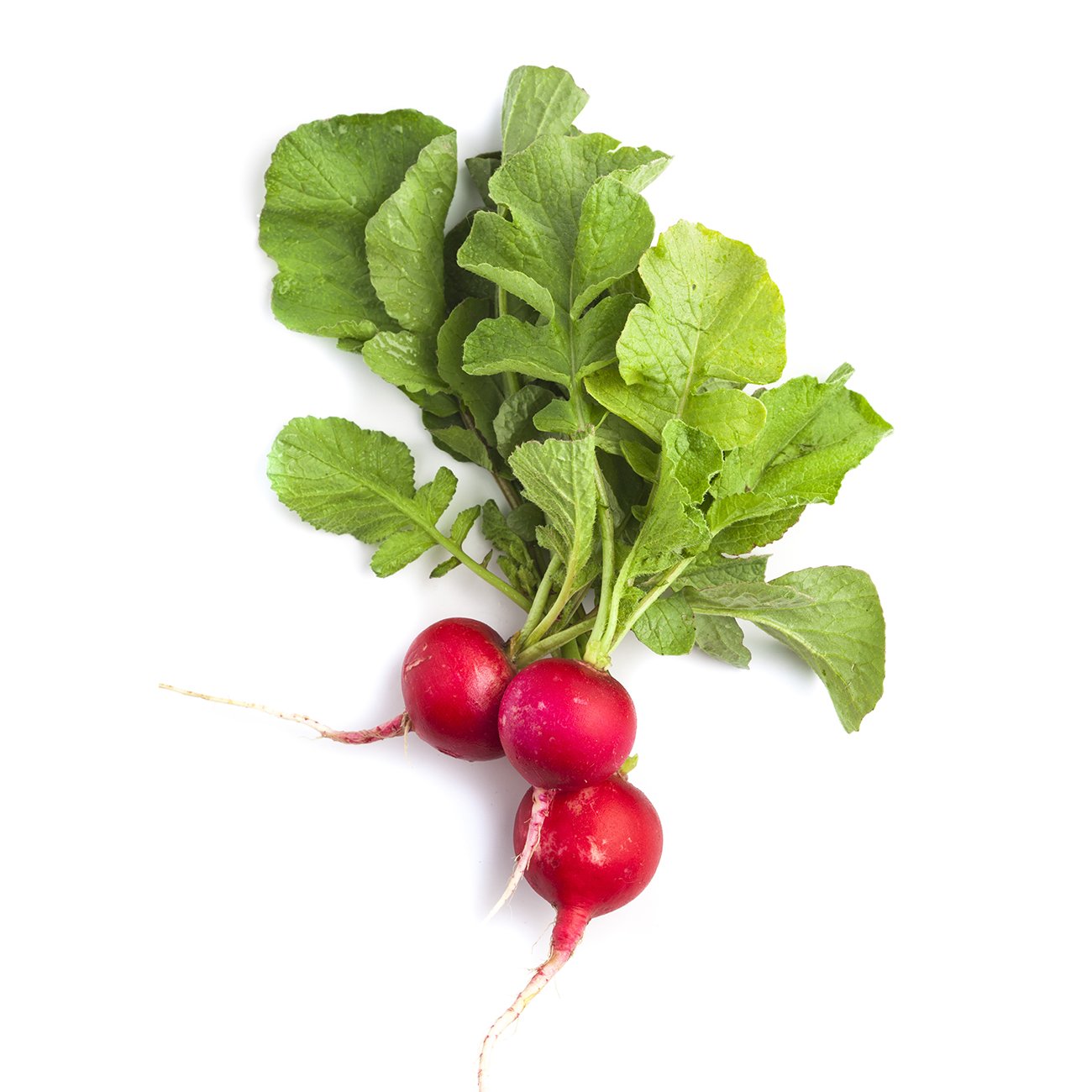 Radish red deals