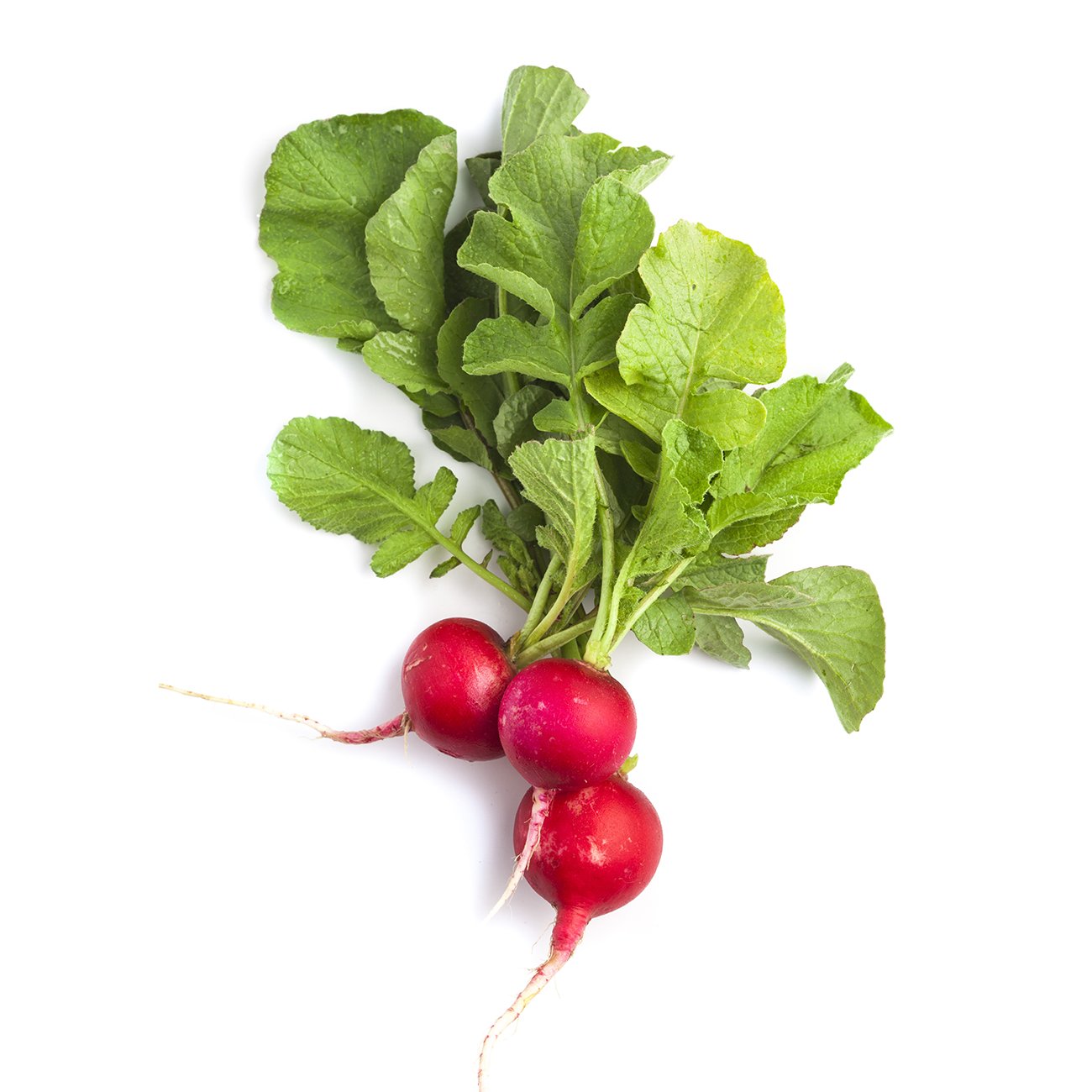 Radish, red