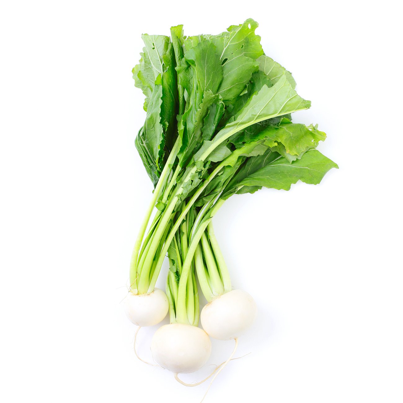 radish,-white.jpg