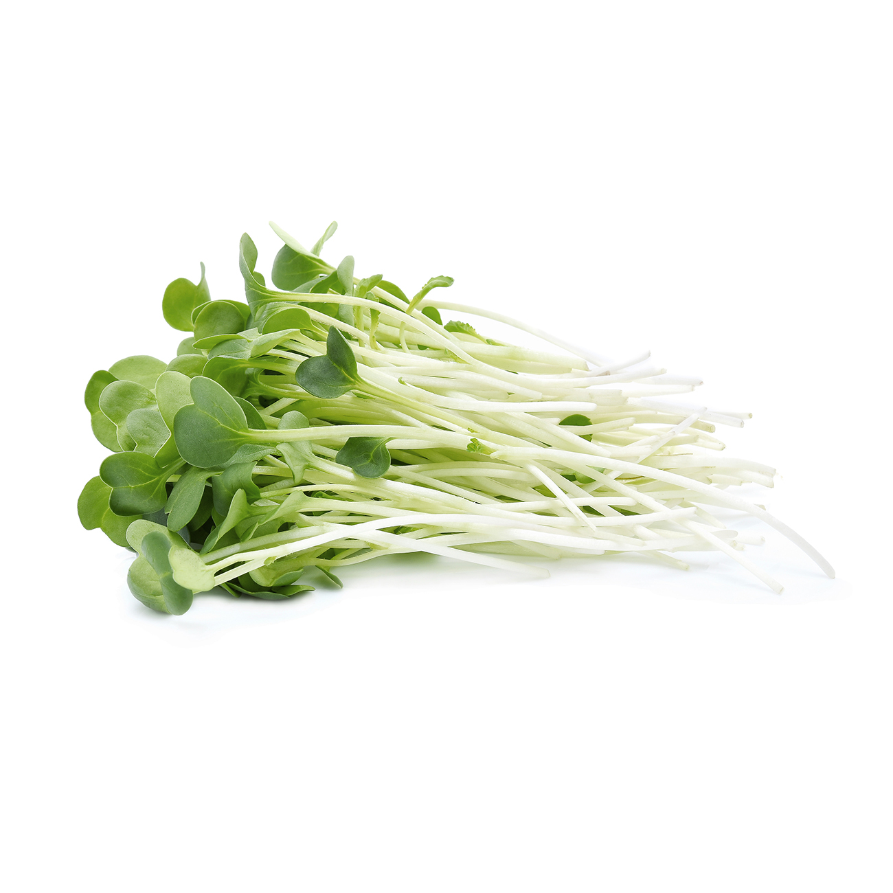 Sprouts, alfalfa