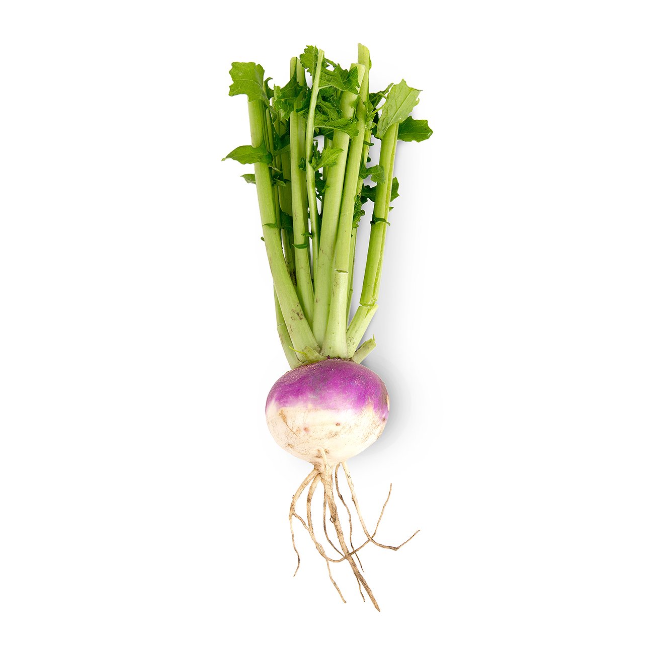 turnip.jpg